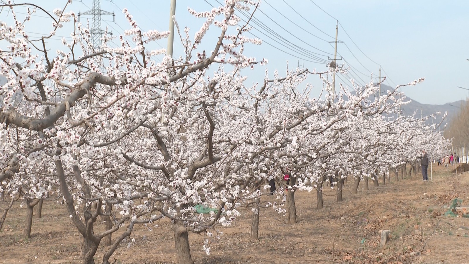 百人自驾游团队来邹赏花踏青