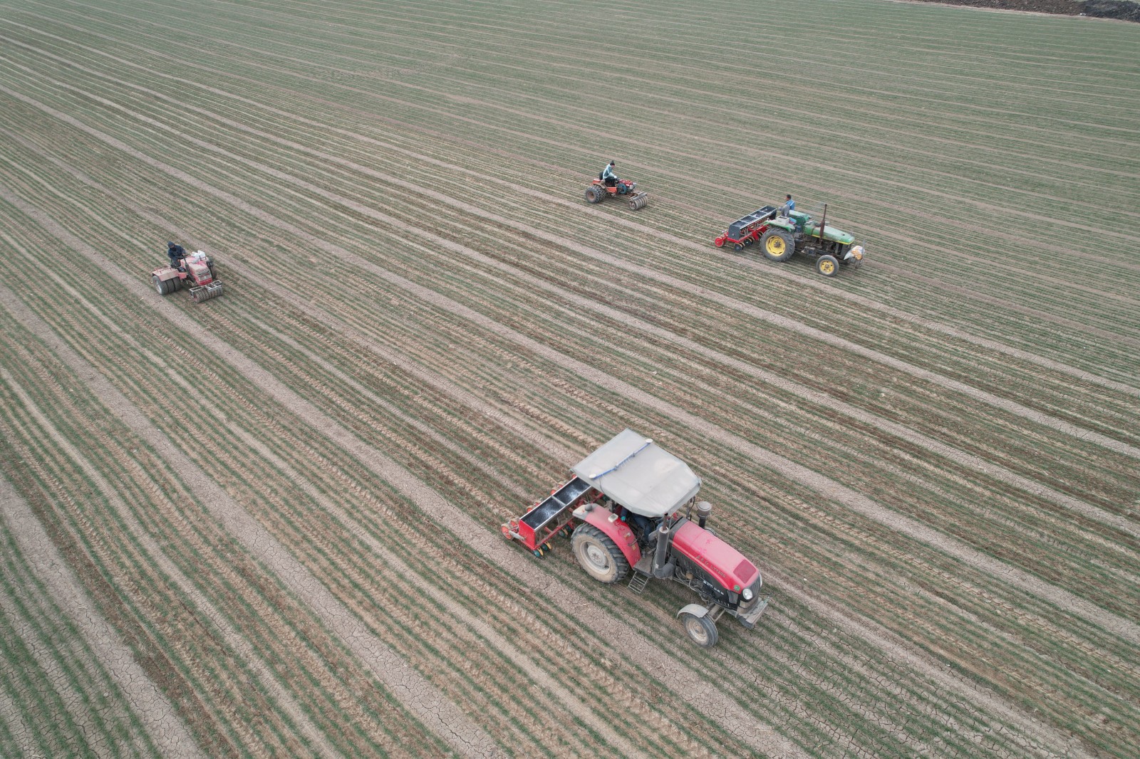 2026年2月10日，在山东省邹平市韩店镇西韦村的农田里，农民驾驶机械对小麦进行施肥、镇压作业。