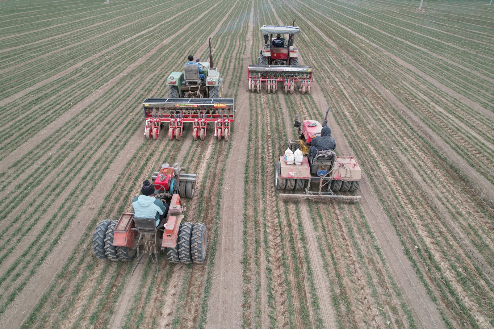 2026年2月10日，在山东省邹平市韩店镇西韦村的农田里，农民驾驶机械对小麦进行施肥、镇压作业。