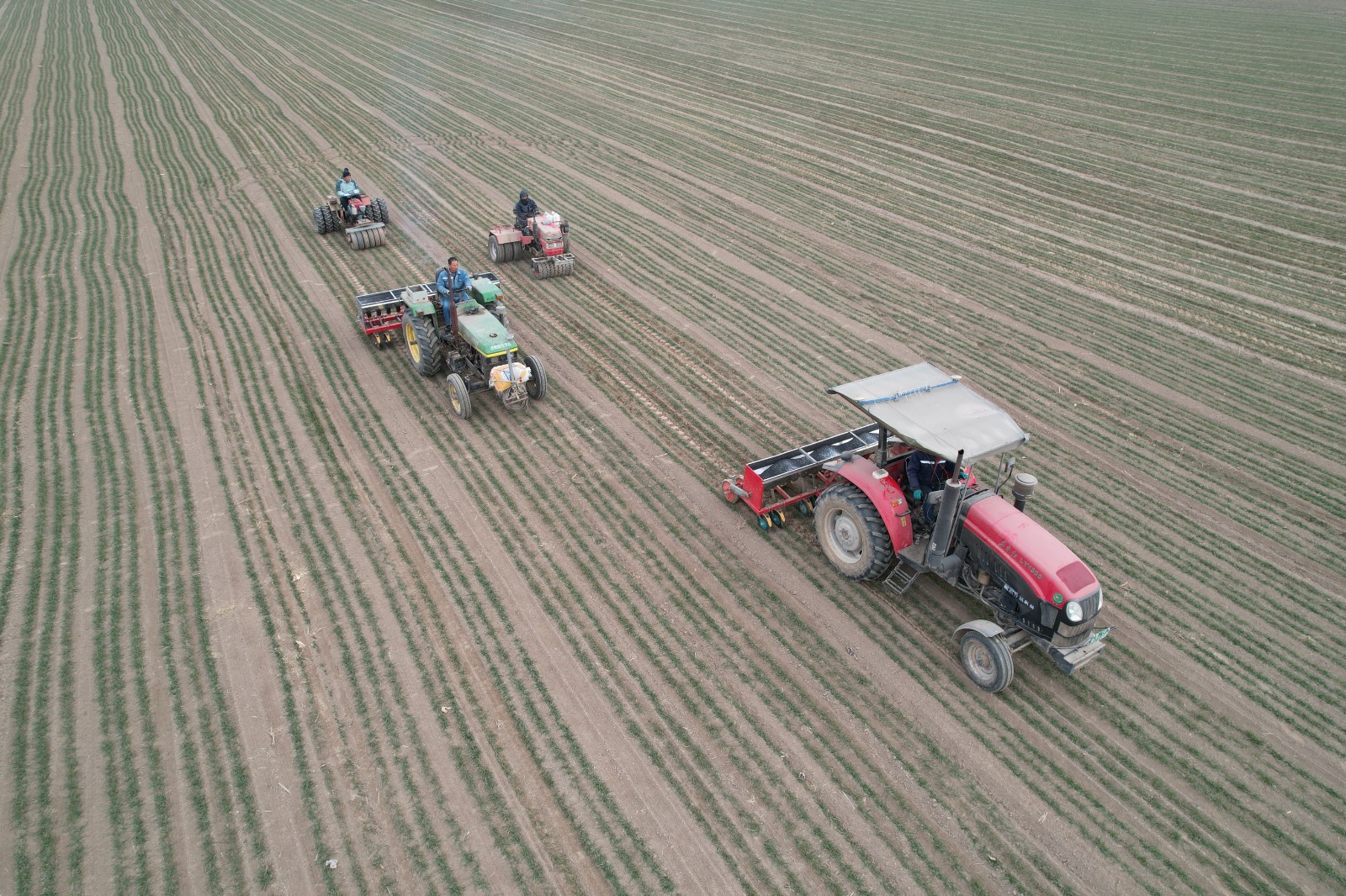 2026年2月10日，在山东省邹平市韩店镇西韦村的农田里，农民驾驶机械对小麦进行施肥、镇压作业。