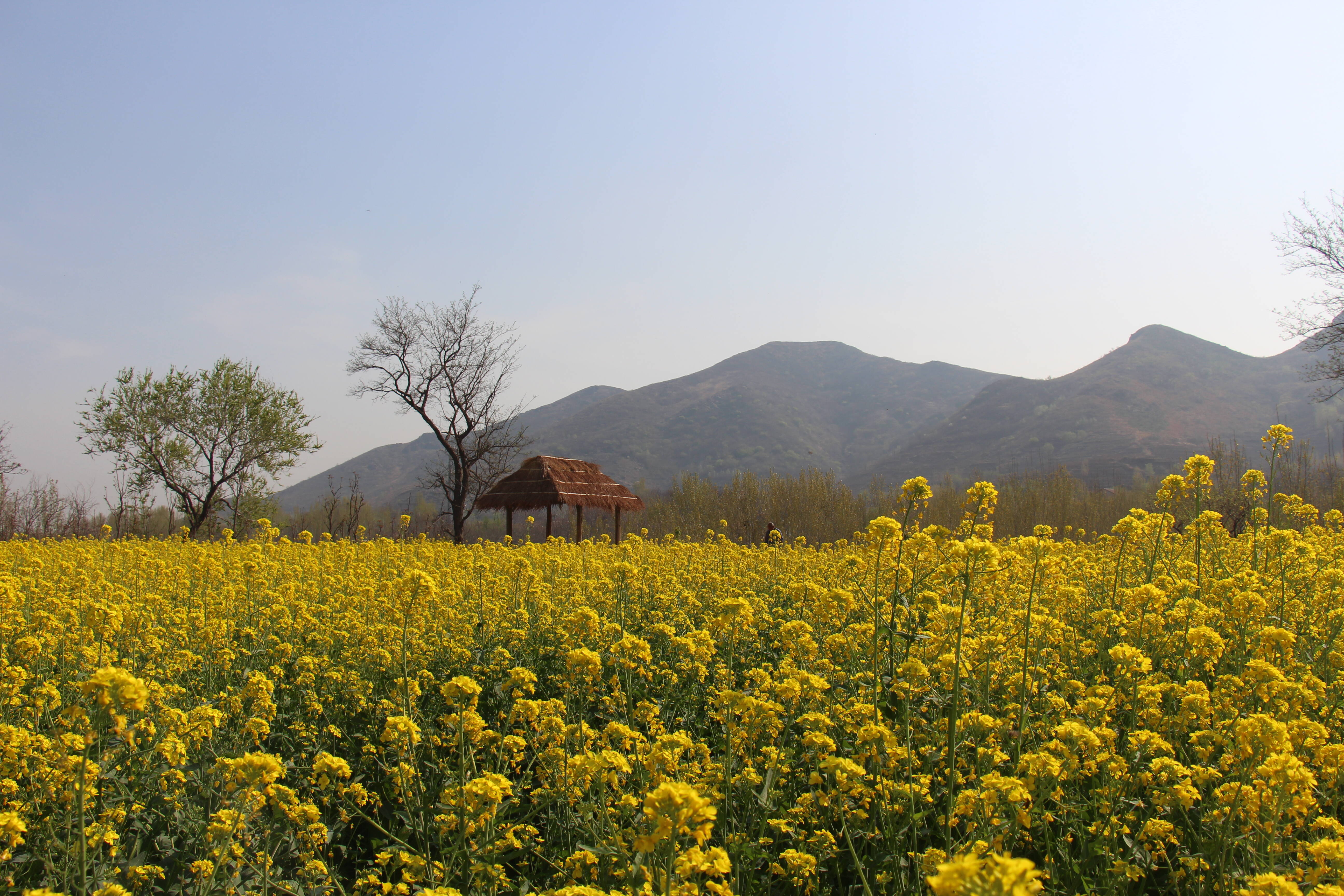 邹平市黄山街道油菜花开春意浓农旅融合促增收