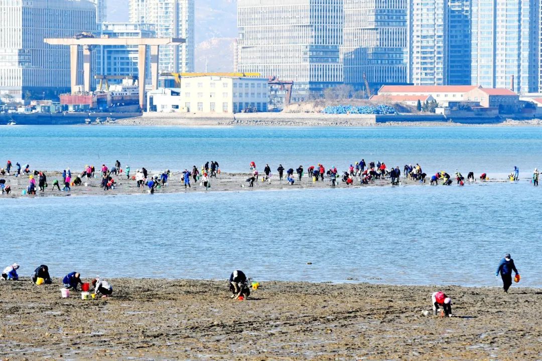 2024年12月15日，山东青岛唐岛湾，市民和游客在退潮后的海滩上赶海。 (1).JPG