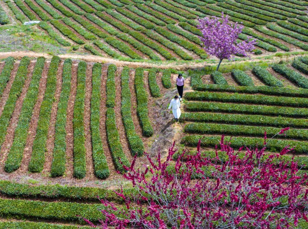 推动"海青茶"品牌破圈出彩
