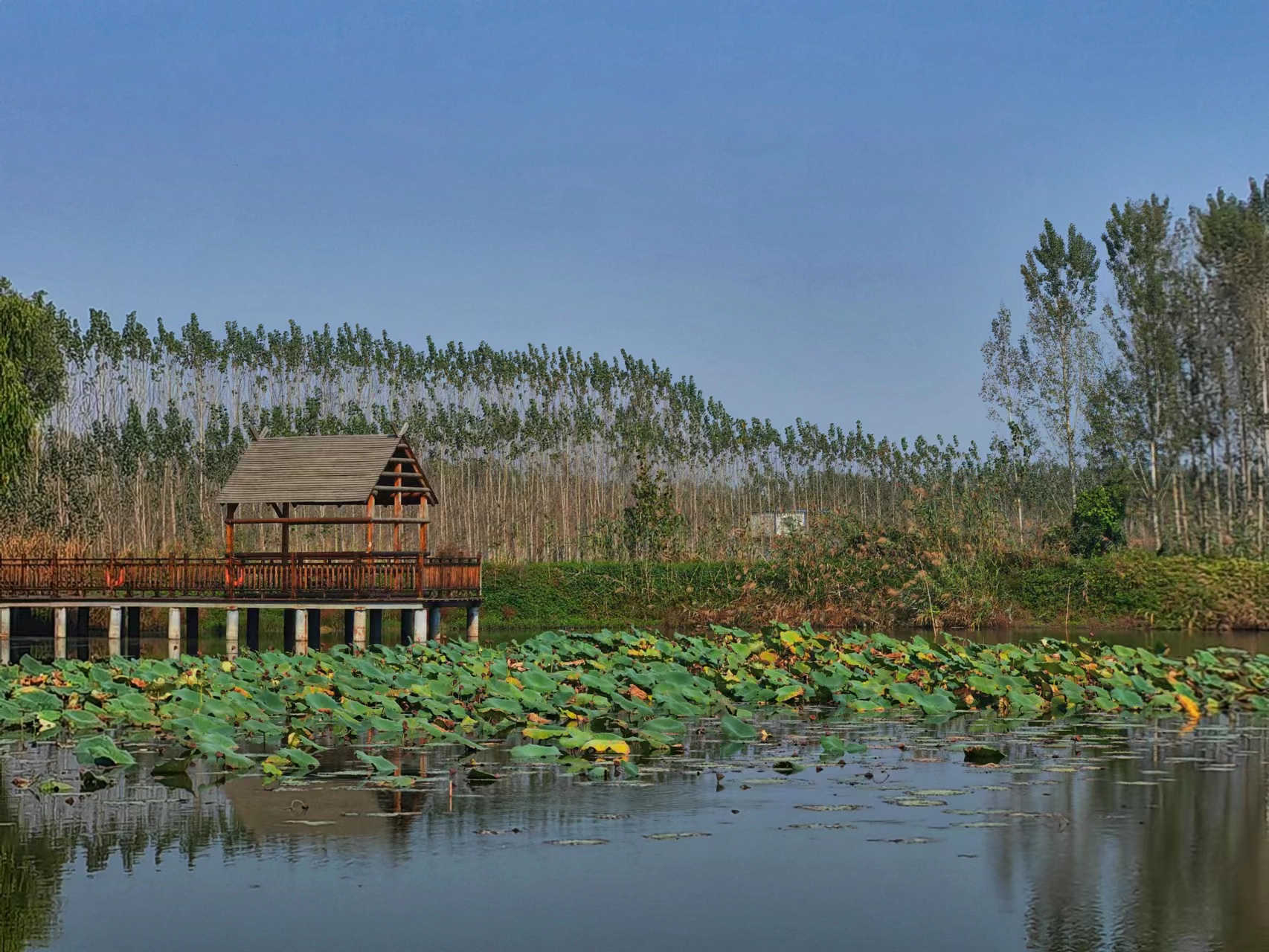 走进济宁微山湖湿地探寻205种鸟类的家园