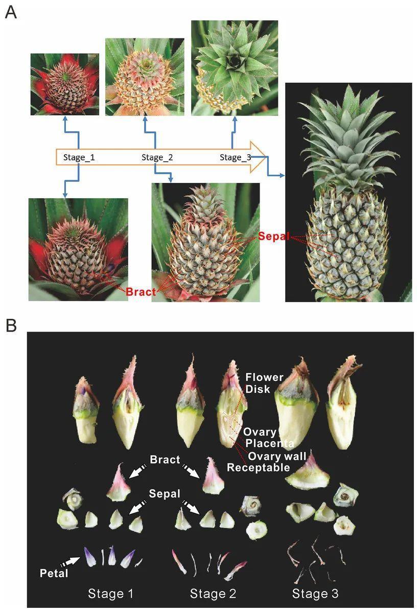 菠萝的结构图解图片