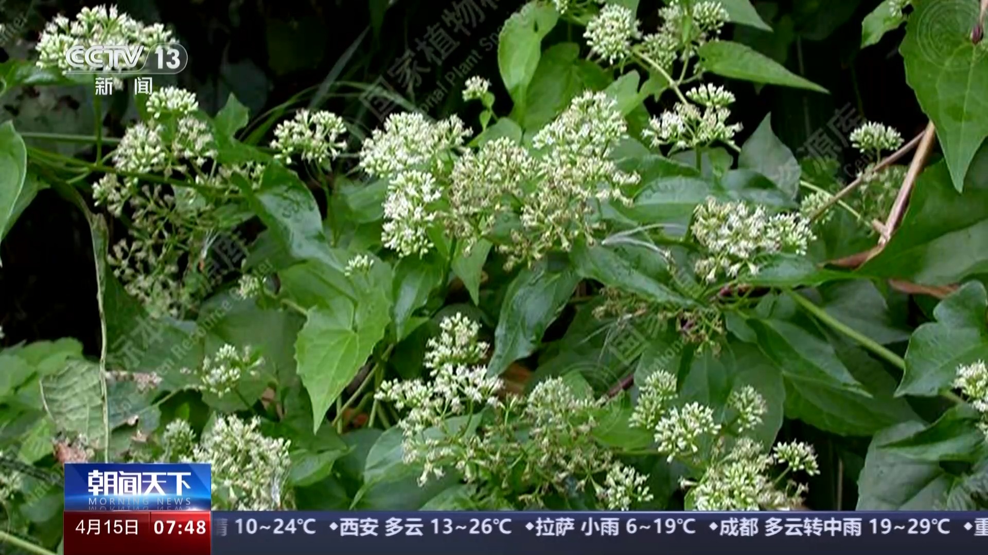 我国已记录有660多种外来入侵物种面对外来物种入侵我们该如何应对