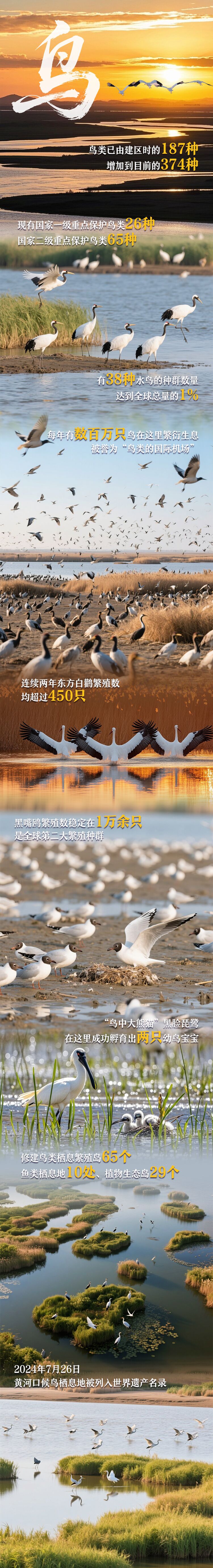 环境日丨一组生态拼图，看黄河口的“共生画卷”