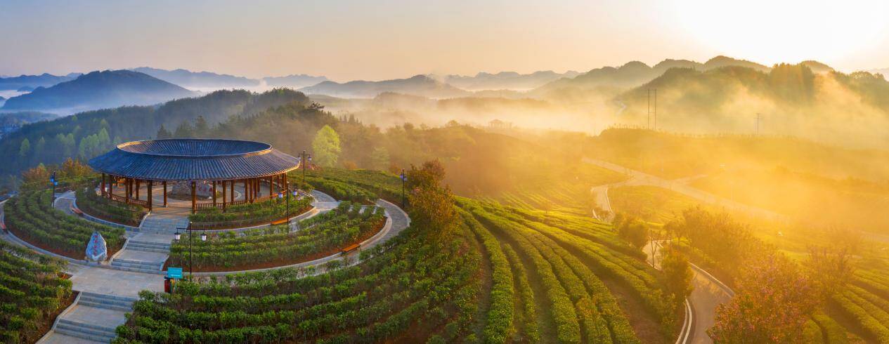 山东德州重庆秀山共建产业园传统油茶产区华丽蜕变国字号示范区