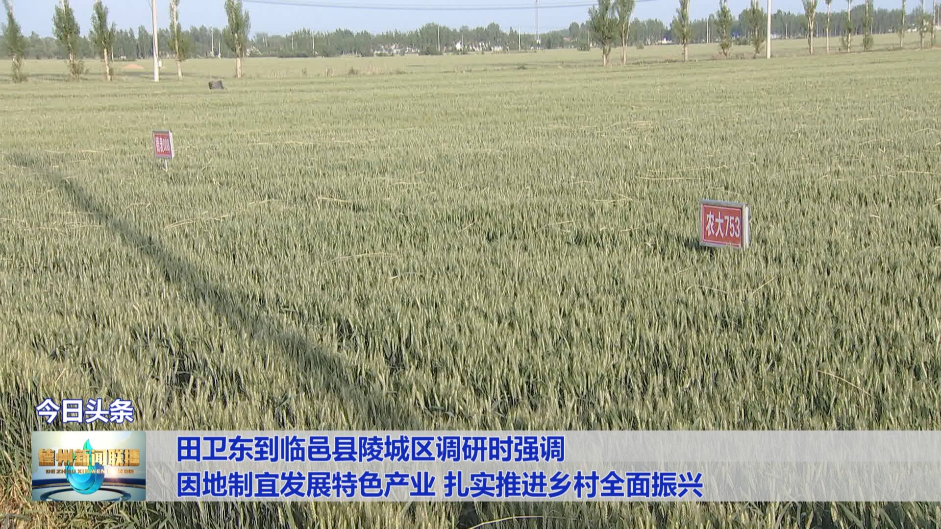 德州市委书记田卫东到临邑县陵城区调研时强调 因地制宜发展特色产业