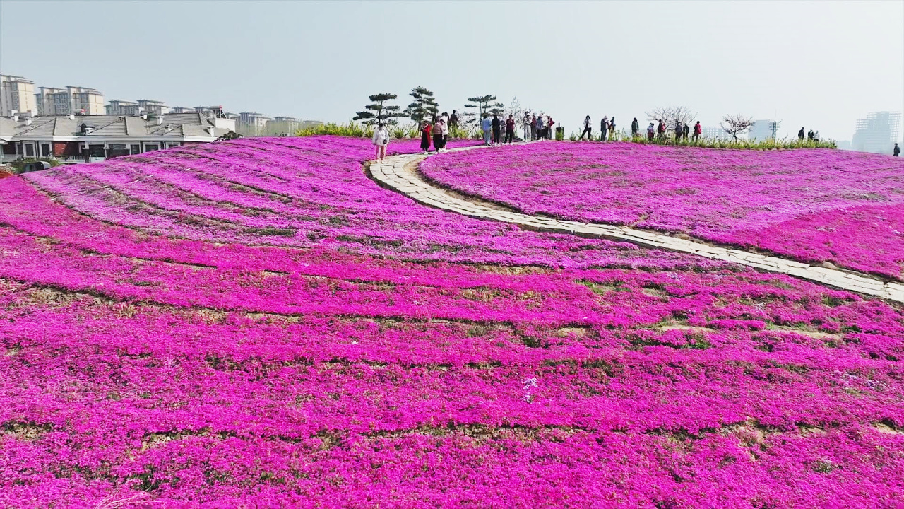 潍坊昌乐:芝樱花开 春暖大地
