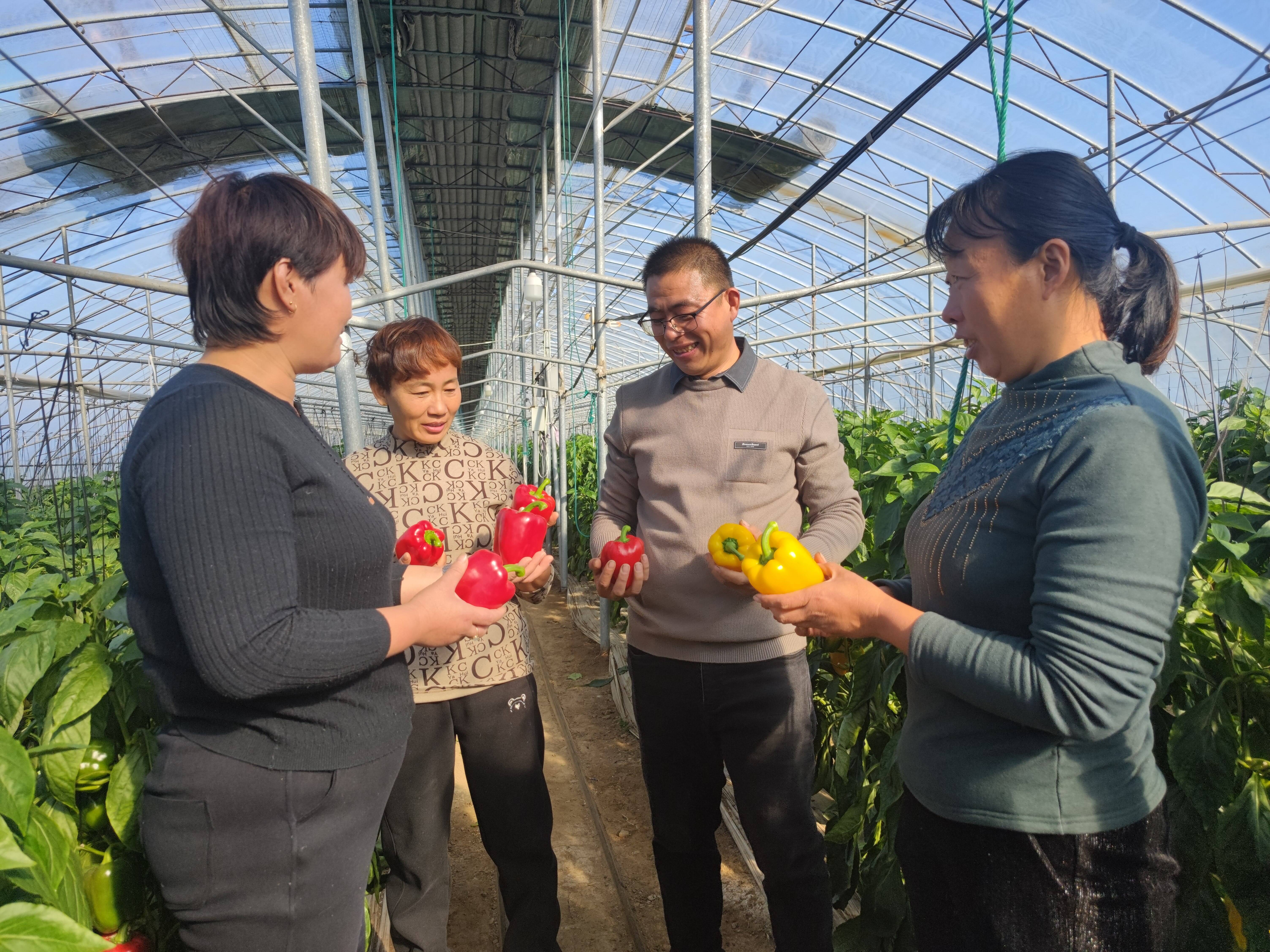 潍坊昌乐宝都街道五彩椒迎丰收