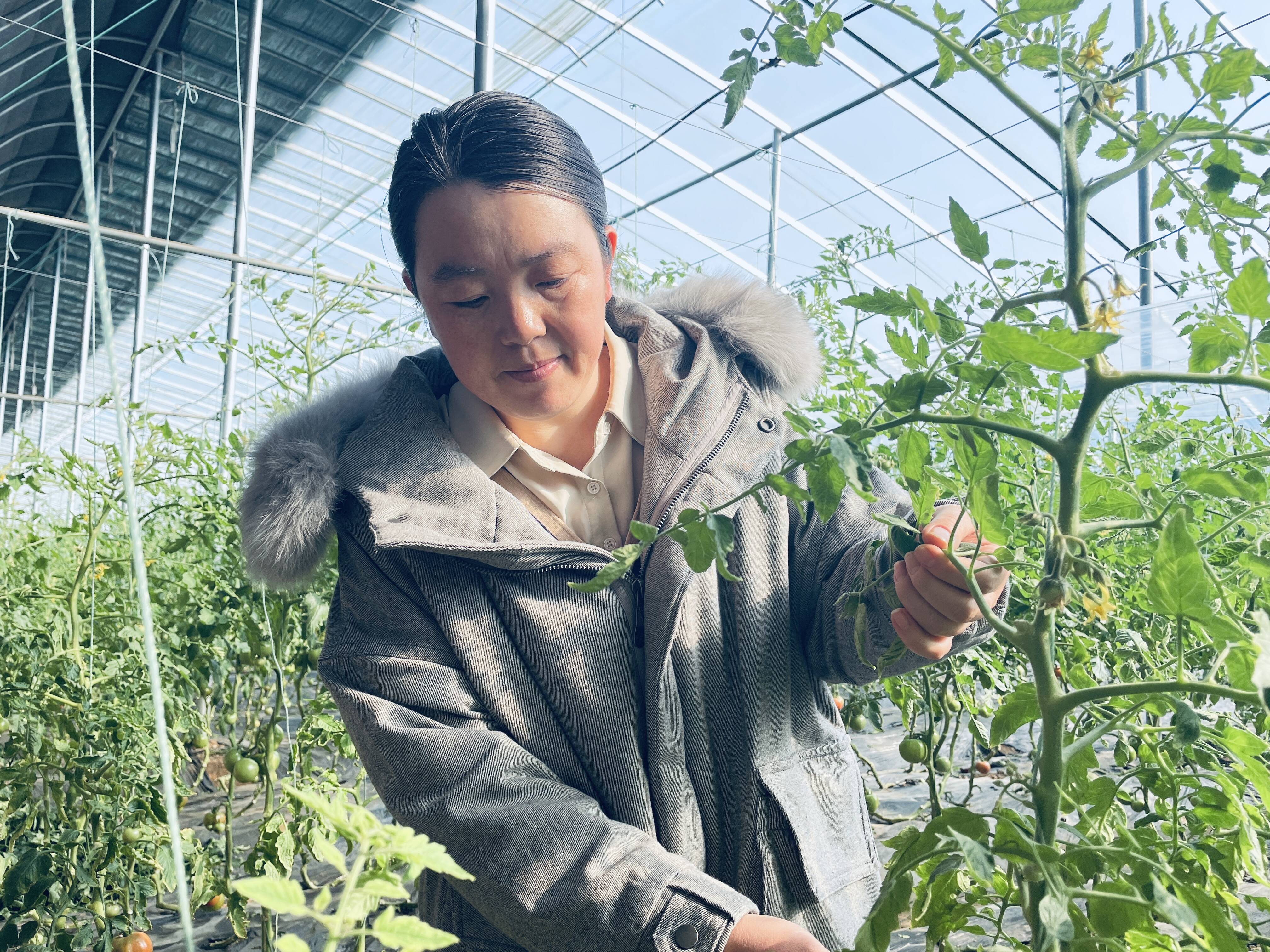 潍坊昌乐春日农业生机棚勃农技服务保驾护航