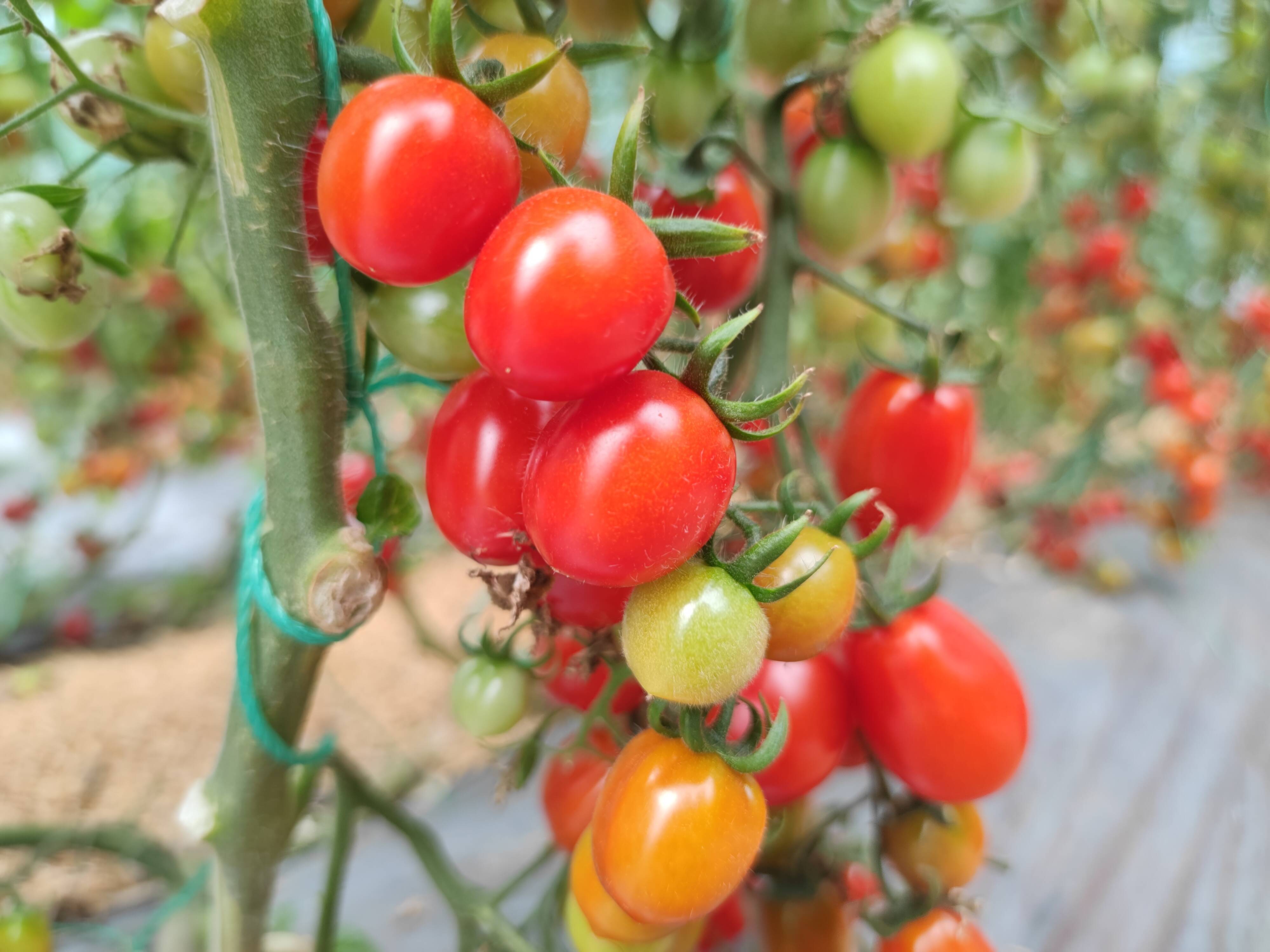 潍坊昌乐县红河镇:特色种植激活农业发展"新引擎"