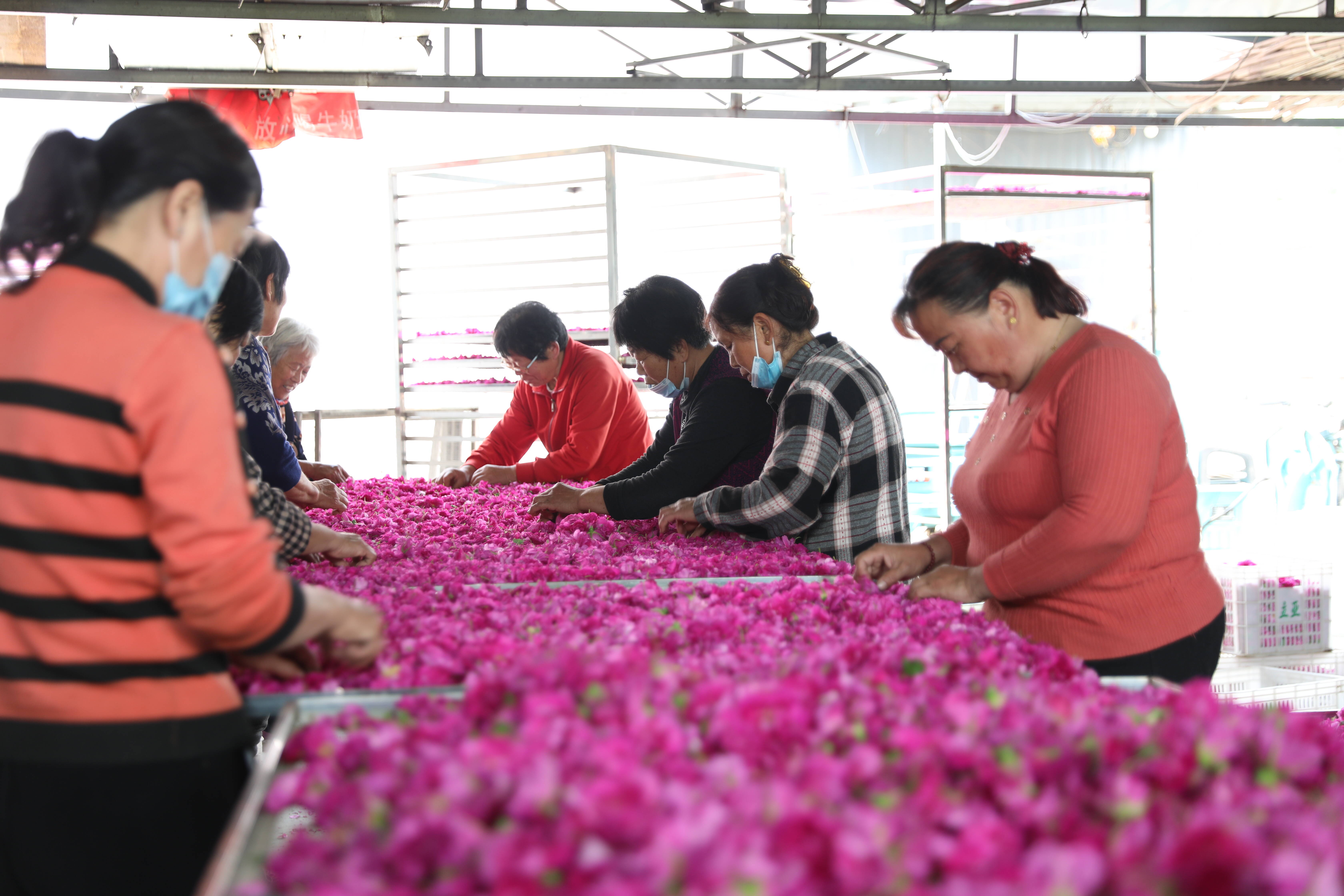 潍坊昌乐:玫瑰花开 绽放"花经济"