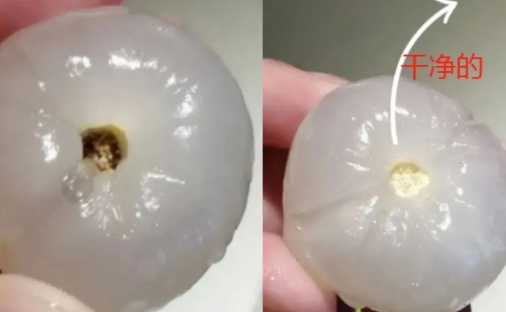 蒂蛀虫是荔枝的一种主要害虫蒂蛀虫的危害是影响荔枝的食用价值但虫子