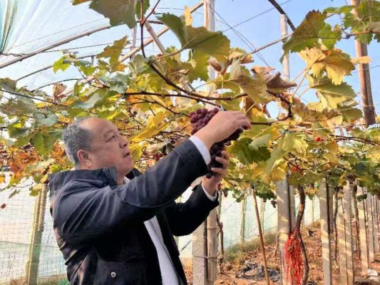 强农先锋丨徐凤杰：一切为了老少爷们更幸福