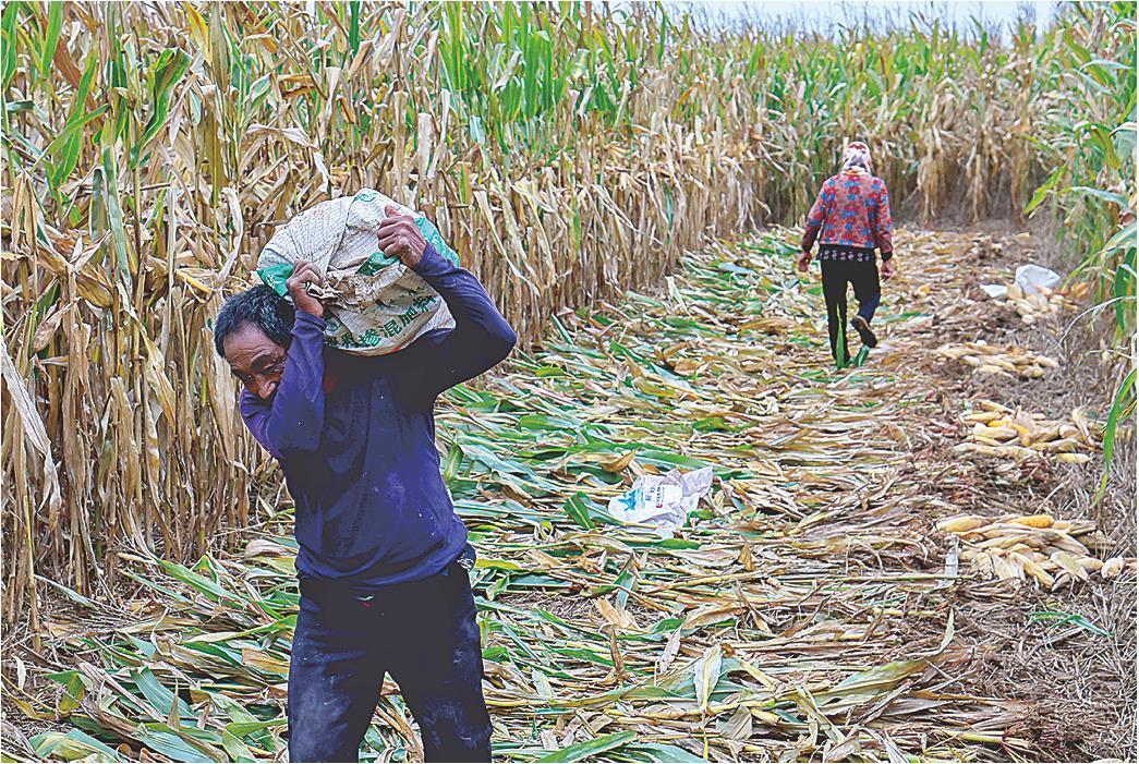 10月16日，东营市广饶县农民将玉米装袋后扛到地头。（任小杰摄）