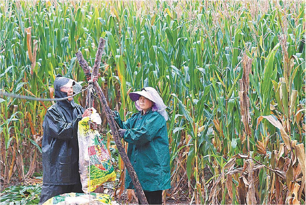 10月15日，在高密市大牟家镇，农民自制简易设备搬运玉米。（通讯员李海涛）