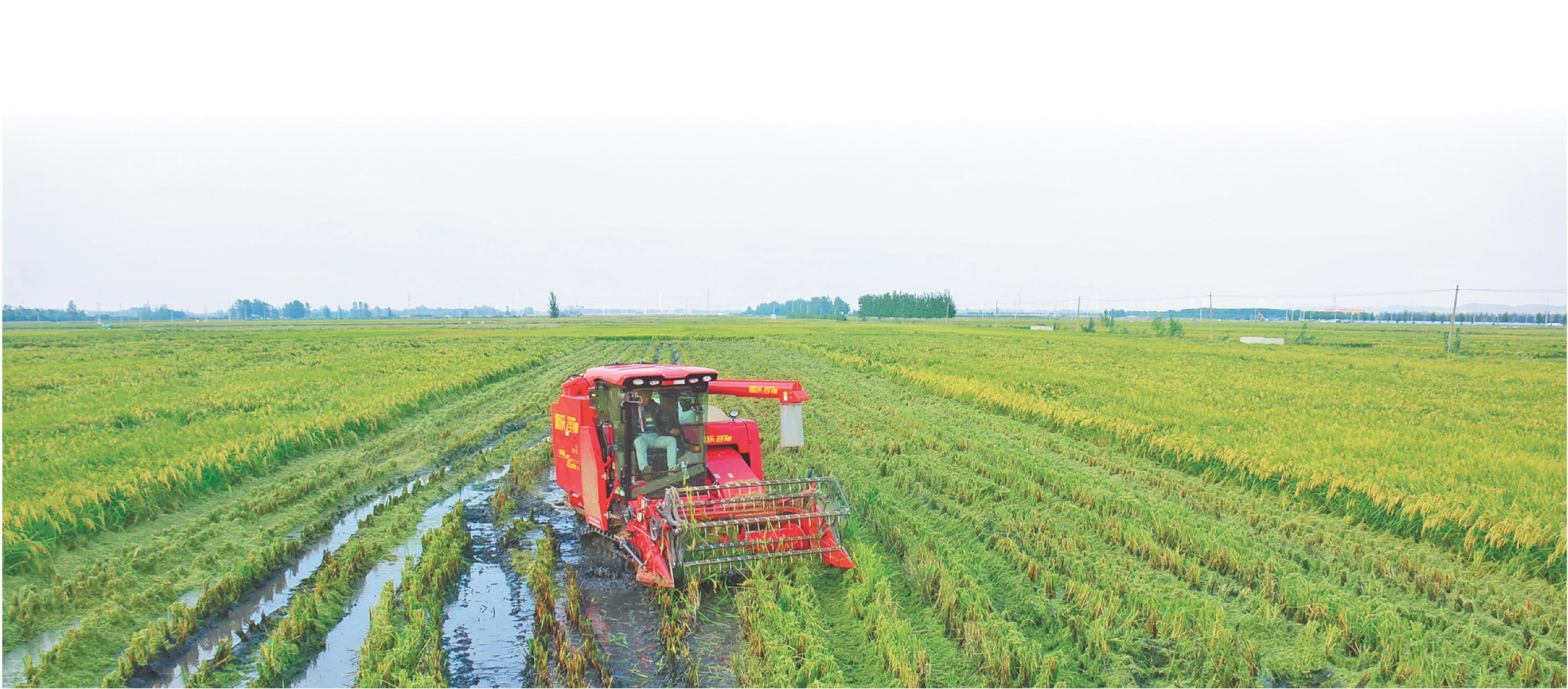 10月14日，郯城县郯城街道农民抓住天气晴好的“空档期”，组织机械抢收水稻。（通讯员张乐民）