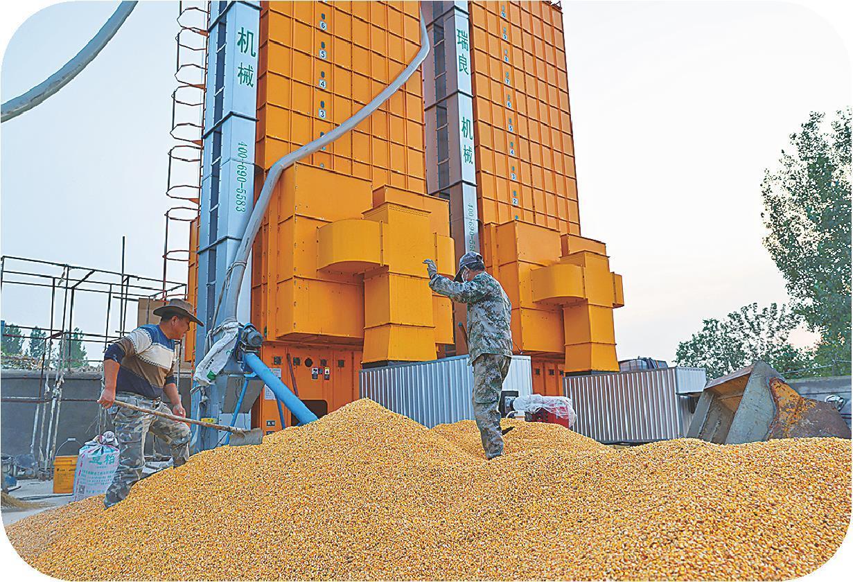 10月16日，济南市莱芜区口镇街道的一处烘干塔，工人整理堆放待烘干的玉米。（卢鹏摄）