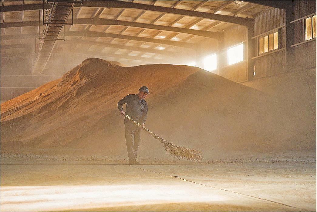 10月14日，在济南市章丘区高官寨街道烘干基地，工作人员正在清理烘干仓。据了解，这里每天能烘干四五百吨粮。(毕胜摄)