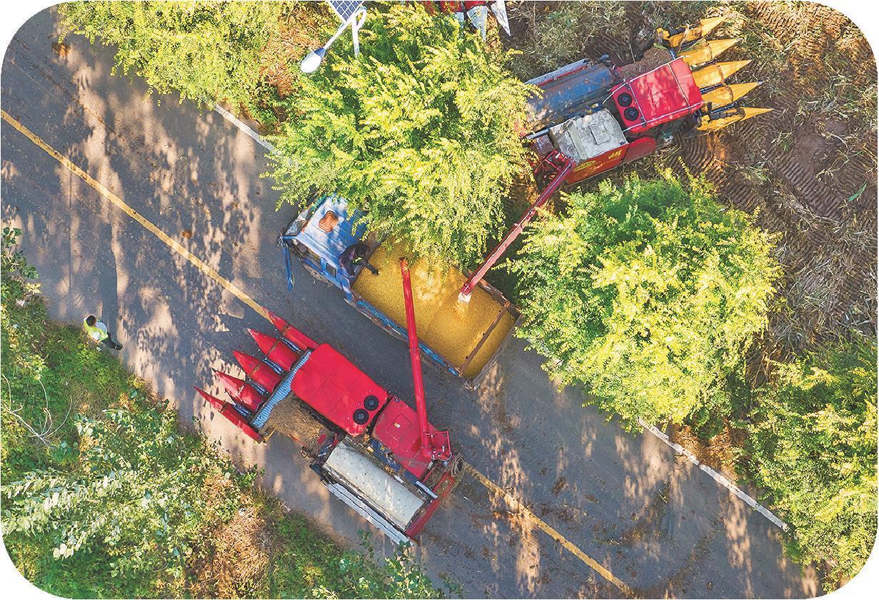 10月14日下午，济南市章丘区高官寨街道中孟村，工作人员驾驶履带式收割机将收获的玉米倒在运粮车上，准备拉走烘干。(毕胜摄)