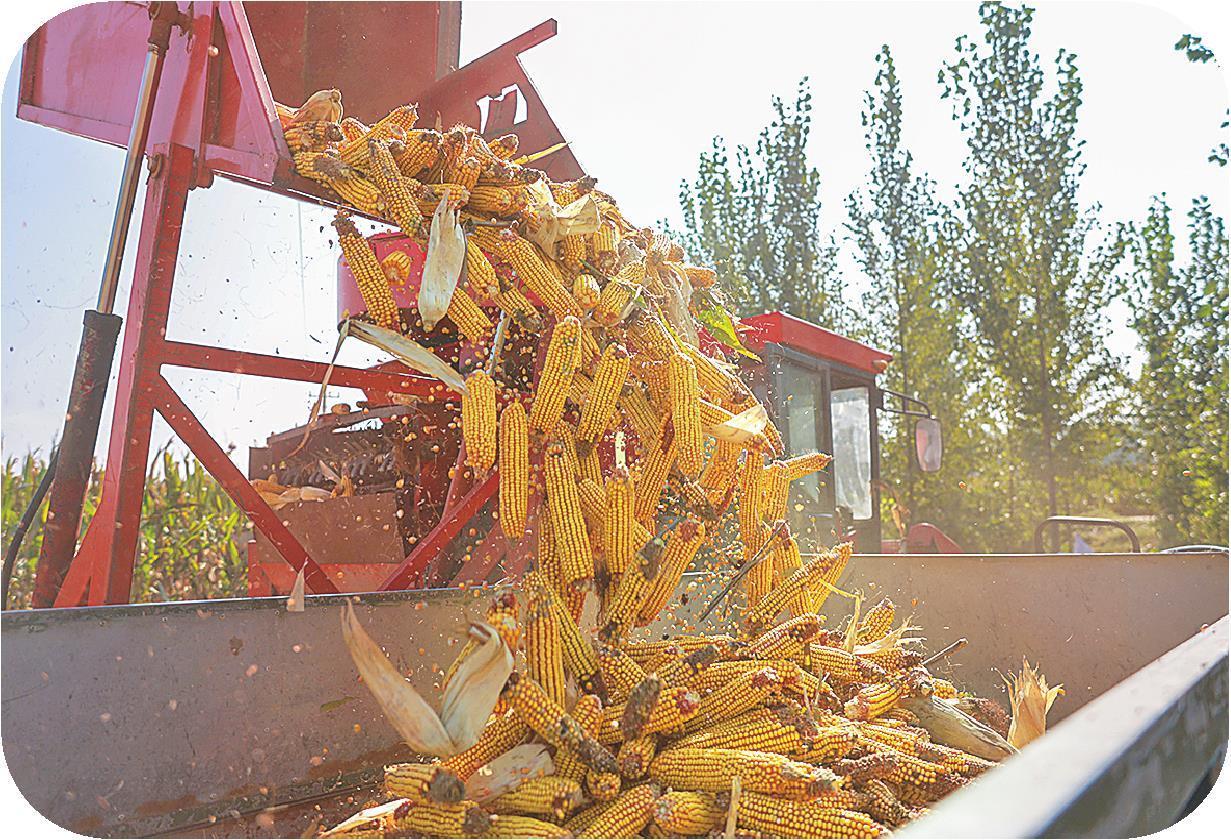 10月14日，聊城市茌平区组织农机专业合作社、农业社会化服务组织，抢抓晴好天气，利用履带式收割机、无人机等，帮助农民抢收玉米。（通讯员马红坤）