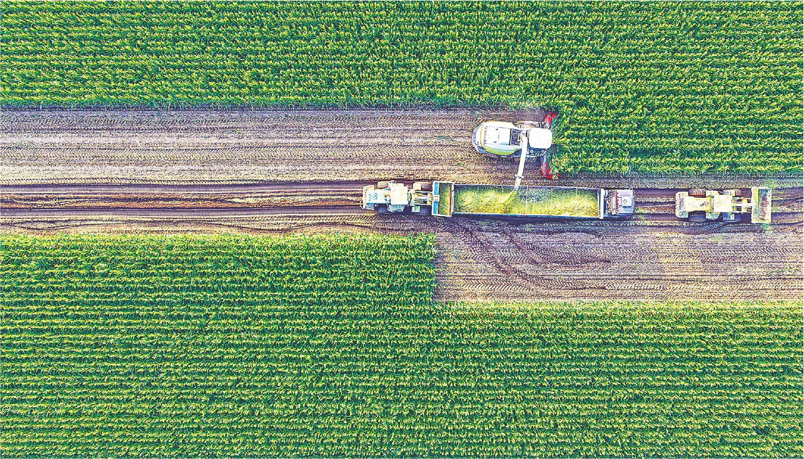 10月14日，恰逢晴好天气，广饶县李鹊镇守凤家庭农场里，工程车协同大货车，有序开展青储玉米收割作业。(任小杰摄)