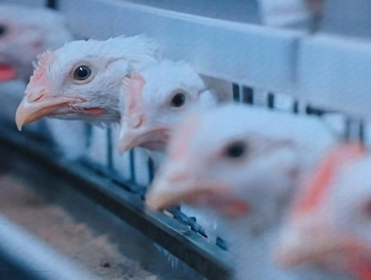 畜牧减抗丨“危机感”下的自我改变