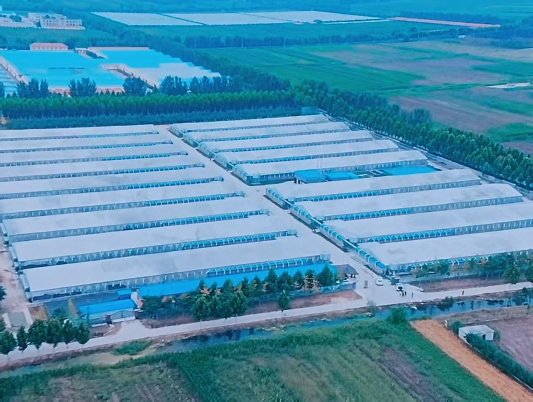 畜牧减抗丨“危机感”下的自我改变