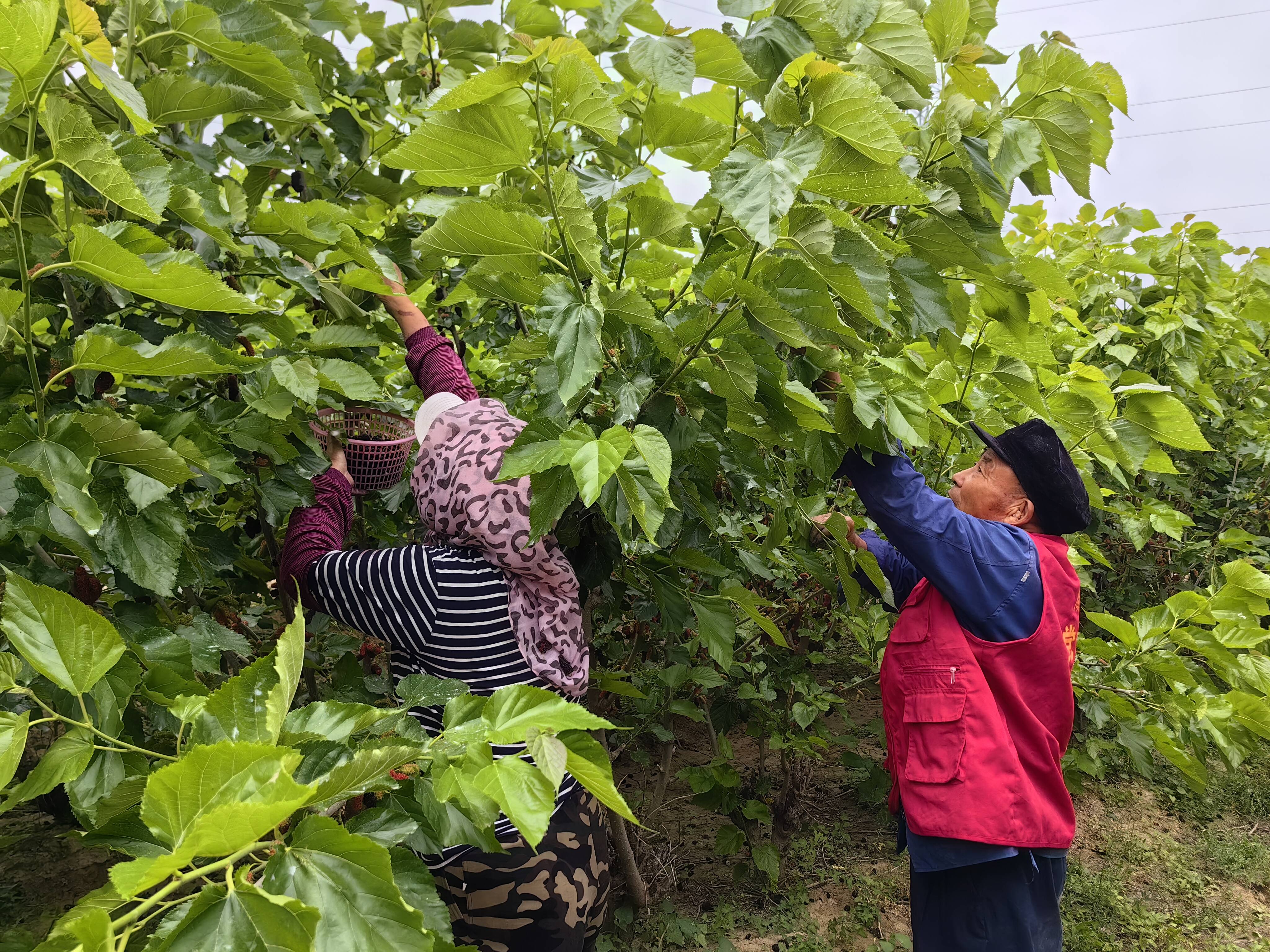 桑榆未老,时光"葚"好——高密市咸家社区老干部开展助力桑葚采摘活动