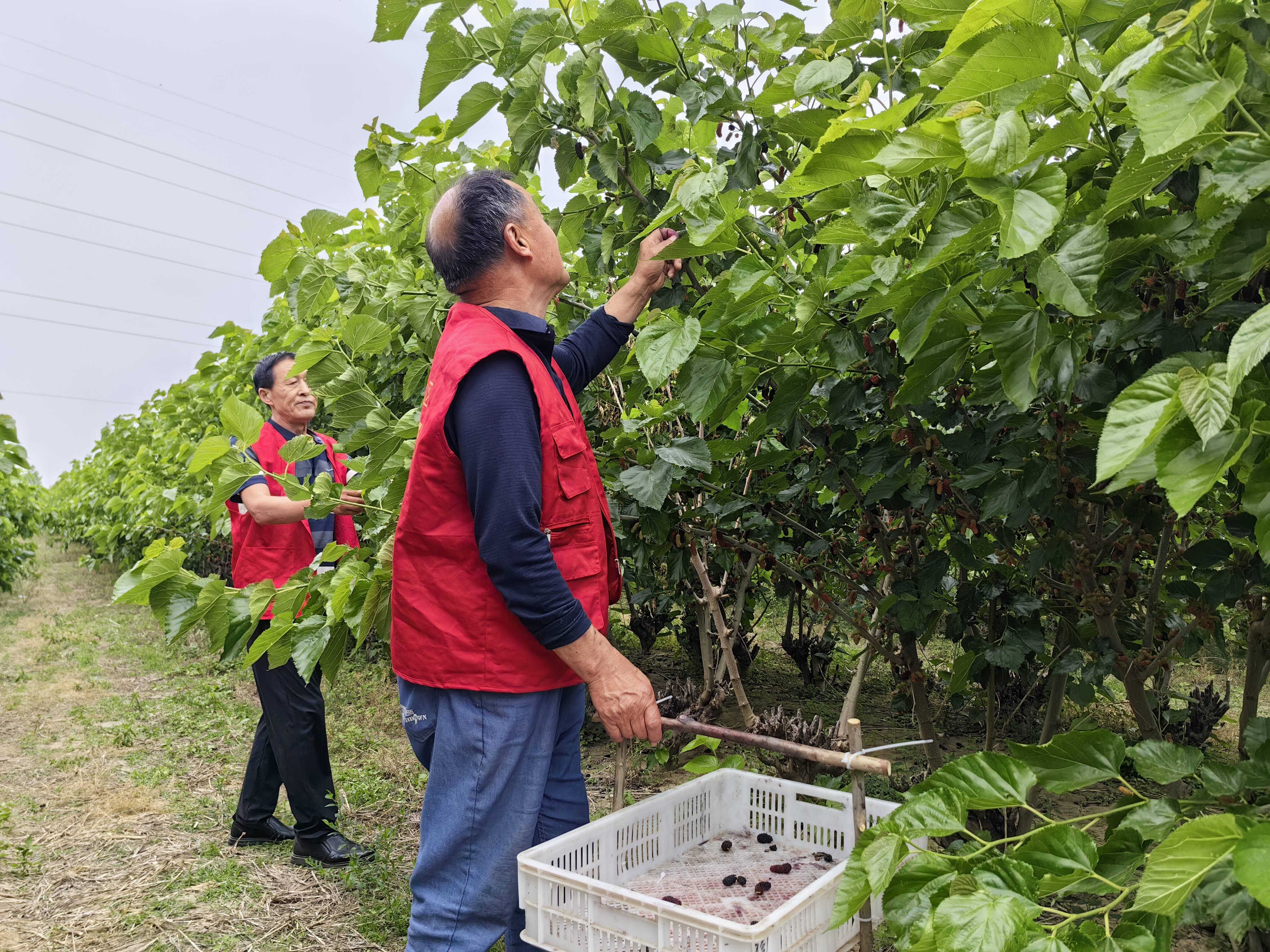 桑榆未老,时光"葚"好——高密市咸家社区老干部开展助力桑葚采摘活动