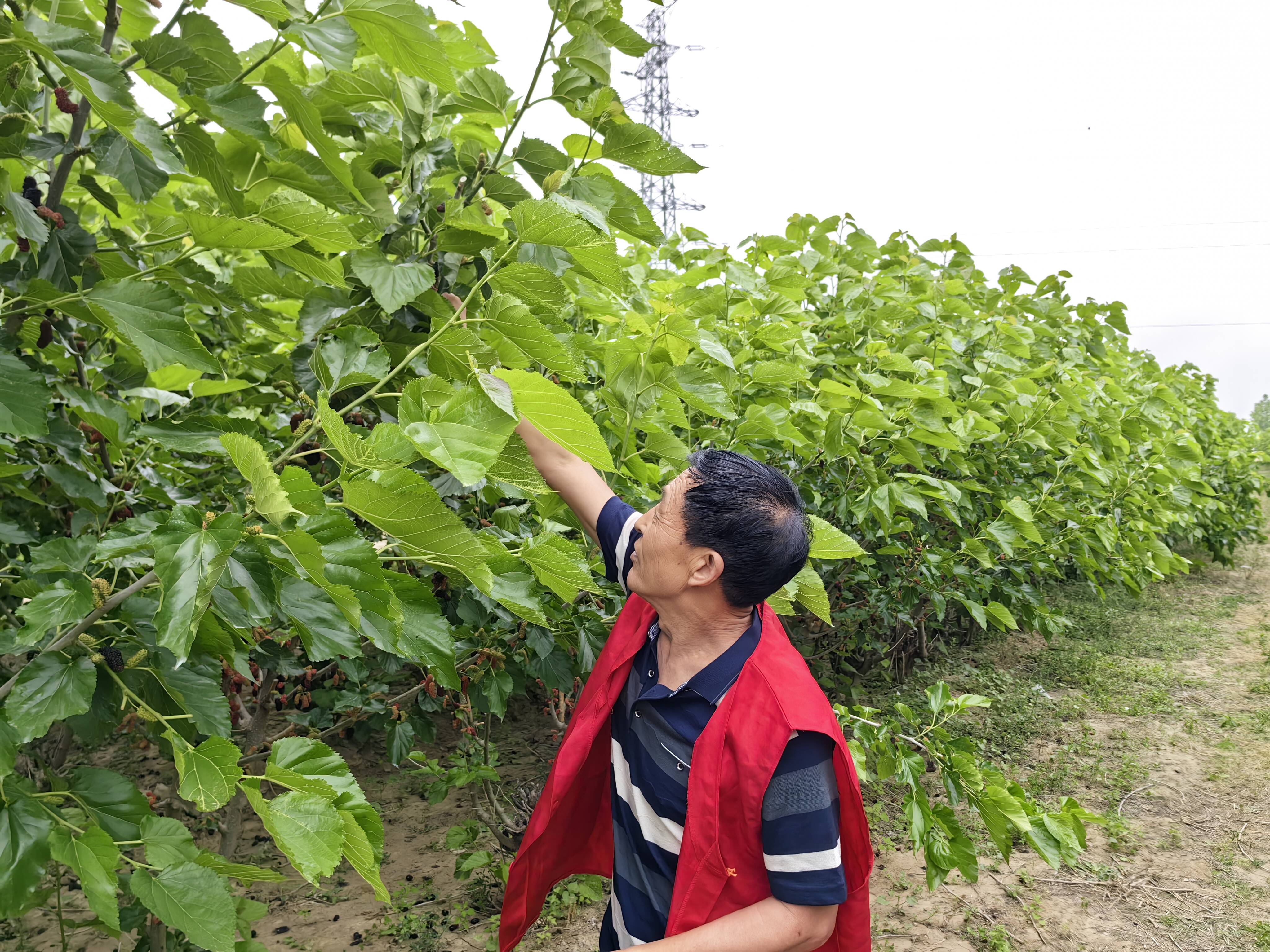 桑榆未老,时光"葚"好——高密市咸家社区老干部开展助力桑葚采摘活动