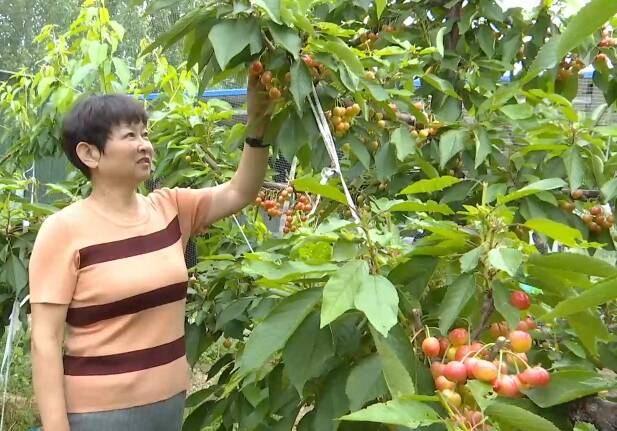 潍坊高密:樱桃变身"致富果" 特色种植"添彩"乡村振兴