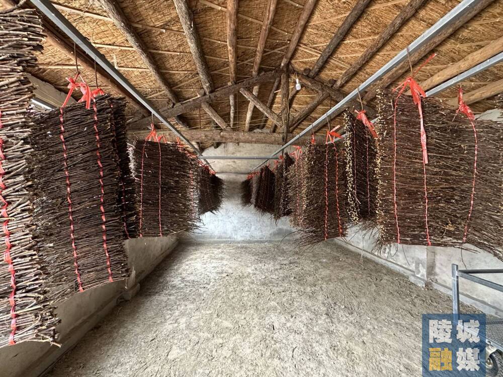 滋镇回引人才王东金疙瘩爬出致富路