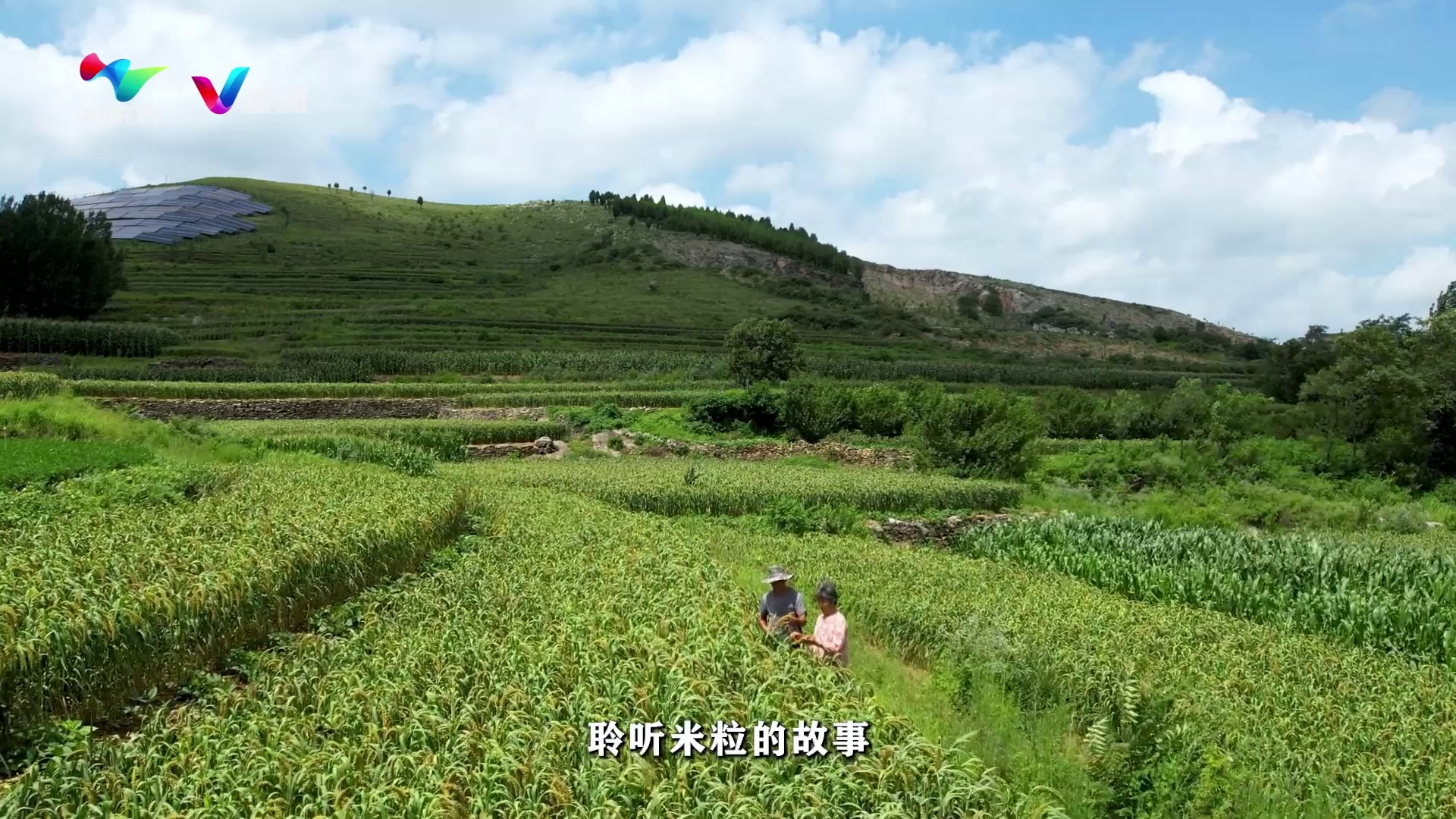 立秋：耕耘有时 收获将至（潍坊市广播电视台 文案：马静 拍摄：刘宗平 刘世亮 剪辑：刘世亮 刘宗平 陈哲 配音：于新明 ）[00-01-07][20230808-093248350].jpg