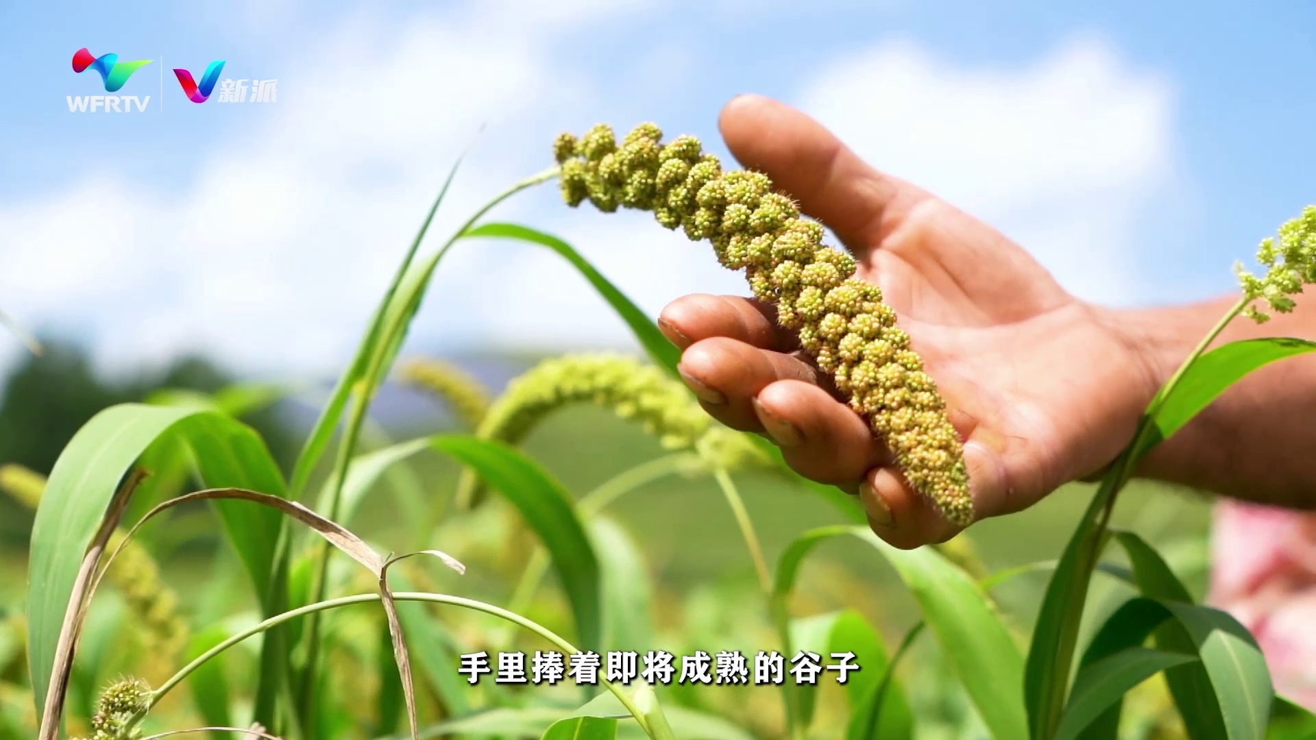 立秋：耕耘有时 收获将至（潍坊市广播电视台 文案：马静 拍摄：刘宗平 刘世亮 剪辑：刘世亮 刘宗平 陈哲 配音：于新明 ）[00-00-34][20230808-09321581].jpg