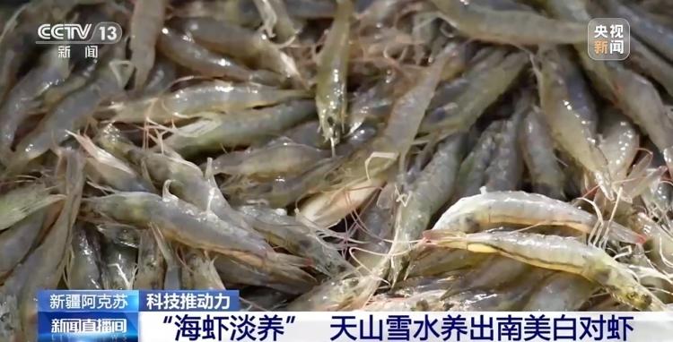 【新闻】内陆没有“海”，如何养“海鲜”（原来新疆三文鱼是鲑鱼和咸水虹鳟））1
