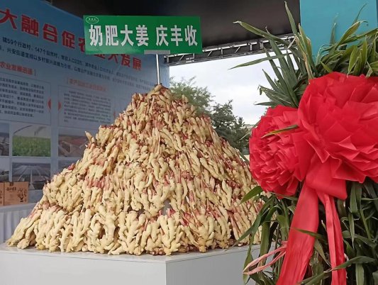 乡村振兴如何搞？丰收节里找答案