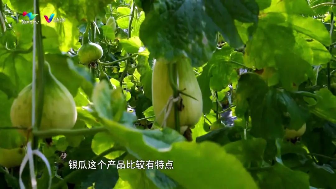 潍坊青州擦亮银瓜品牌赋能乡村振兴