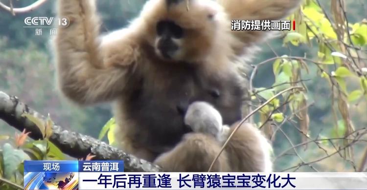 消防员与小猿一年后再重逢 长臂猿宝宝12306上新"同车换乘"功能 不同