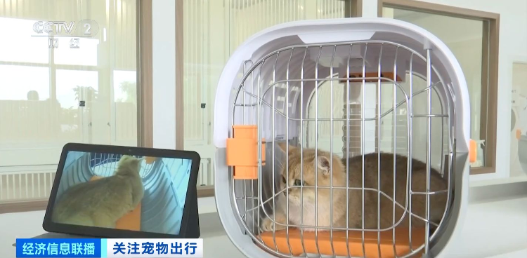猫狗分区 独立候机 全国首家宠物候机厅在深圳机场启用