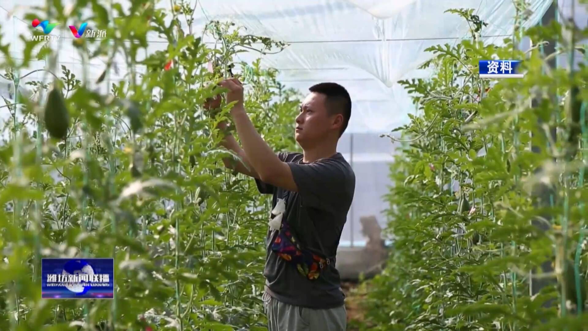 【打造乡村振兴齐鲁样板】追着太阳种西瓜郭牌农业“一招鲜吃遍天”(图9)