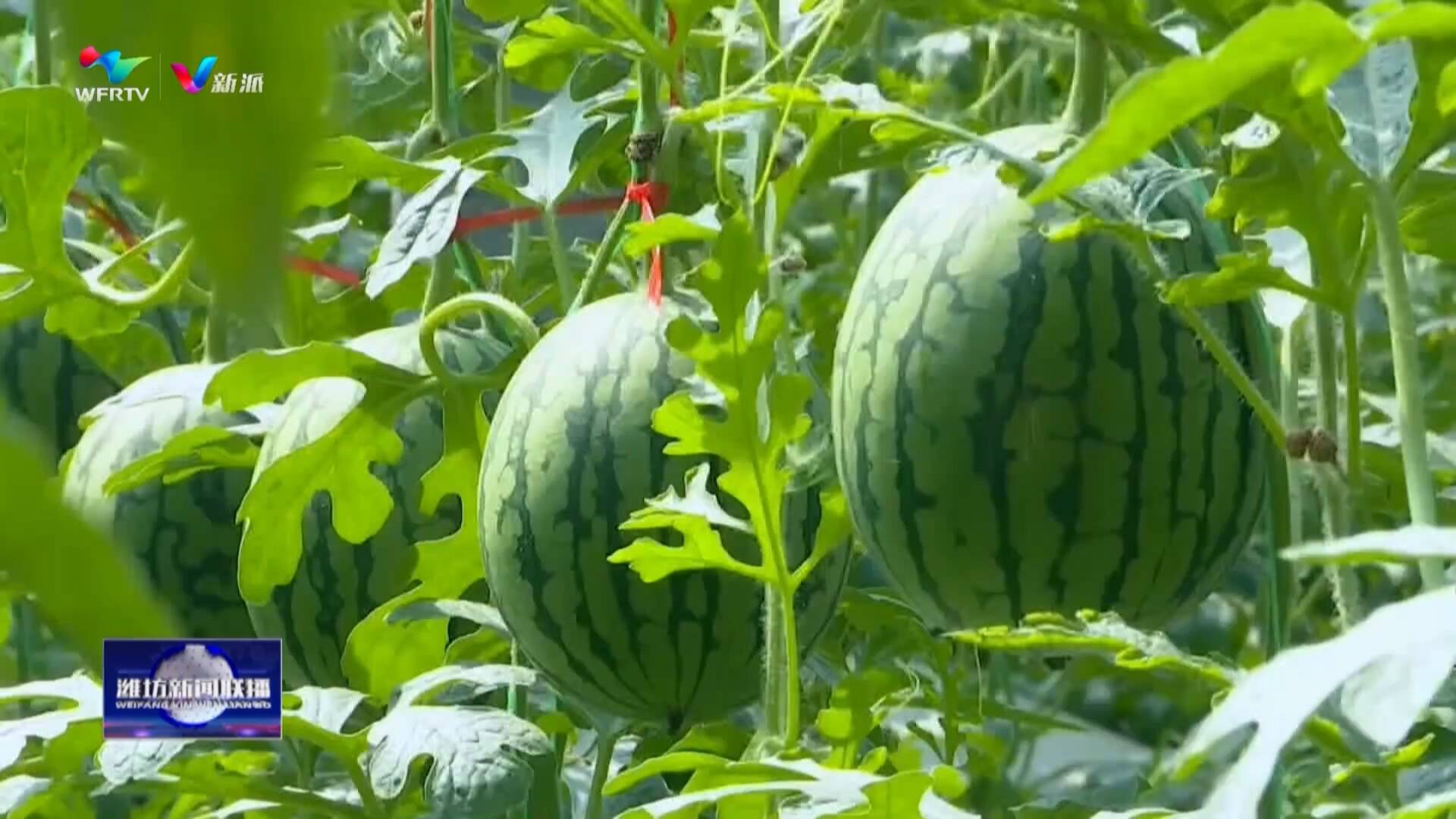 【打造乡村振兴齐鲁样板】追着太阳种西瓜郭牌农业“一招鲜吃遍天”(图13)