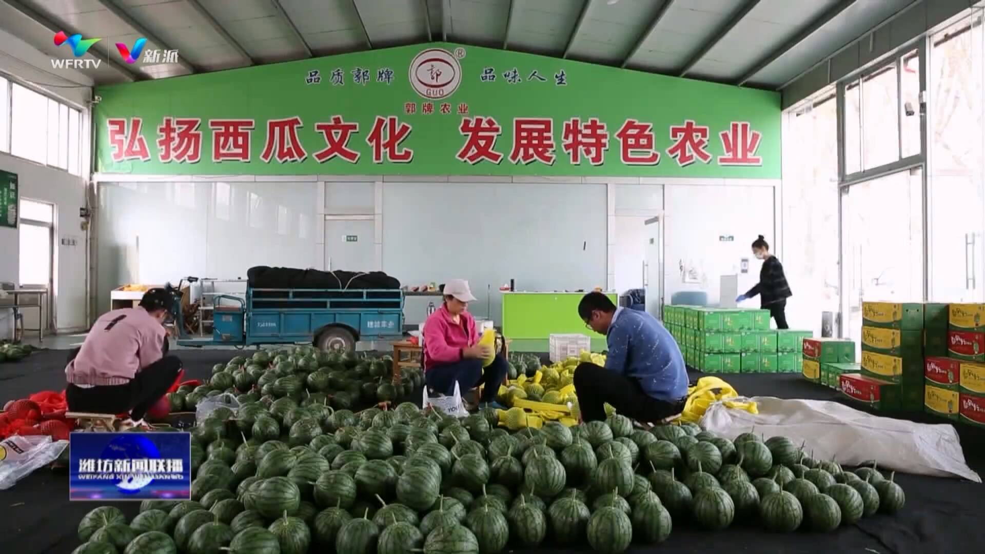 【打造乡村振兴齐鲁样板】追着太阳种西瓜郭牌农业“一招鲜吃遍天”(图12)