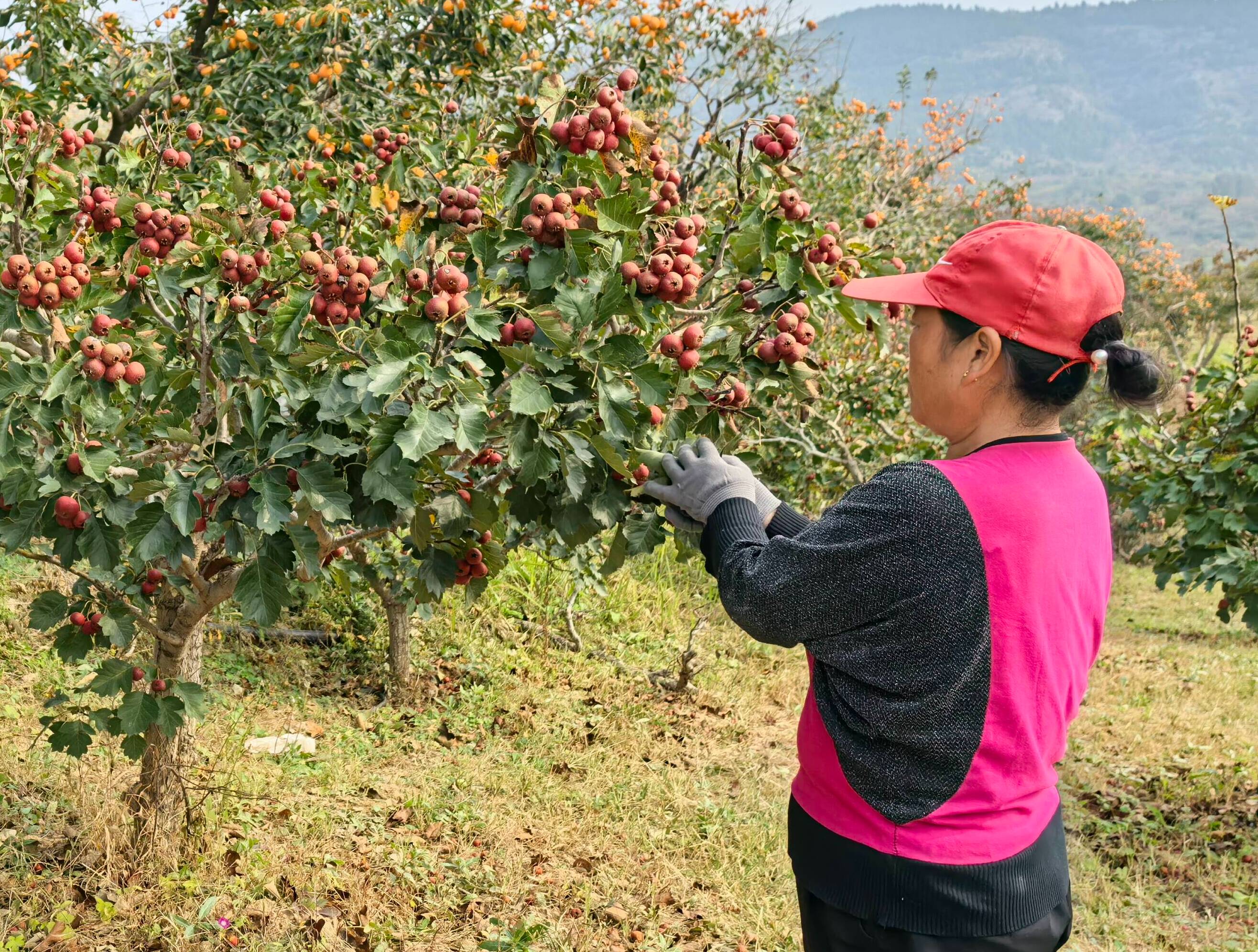 潍有尚品丨青州山楂：“小红果”链动“大产业”