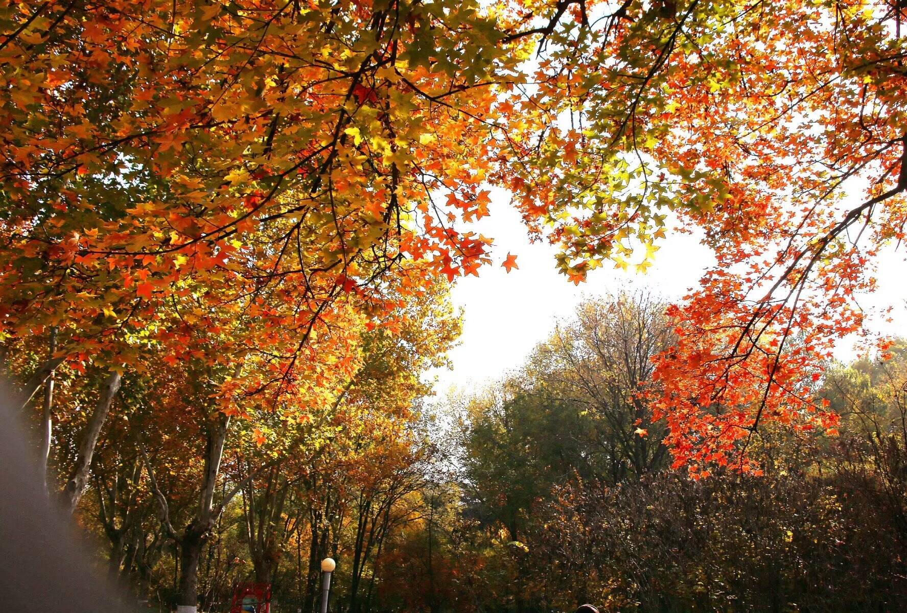 初冬，收藏一封大地写给天空的情书