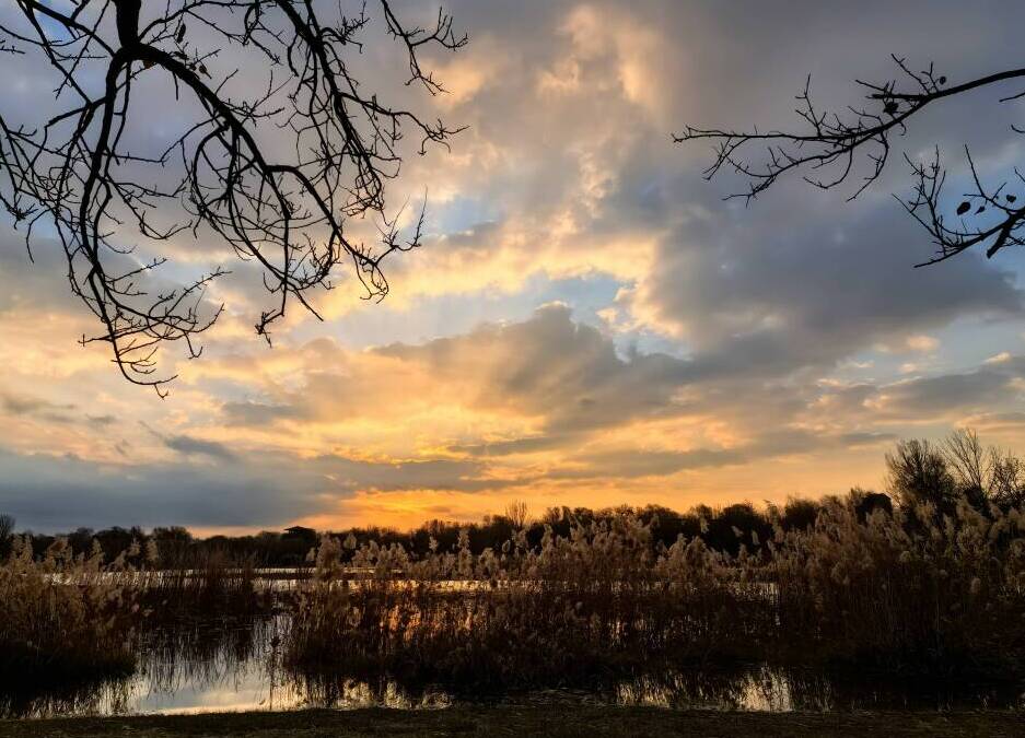 朝看蘆葦夕望鳥(niǎo)，濰坊這里的冬日氛圍感拉滿(mǎn)！