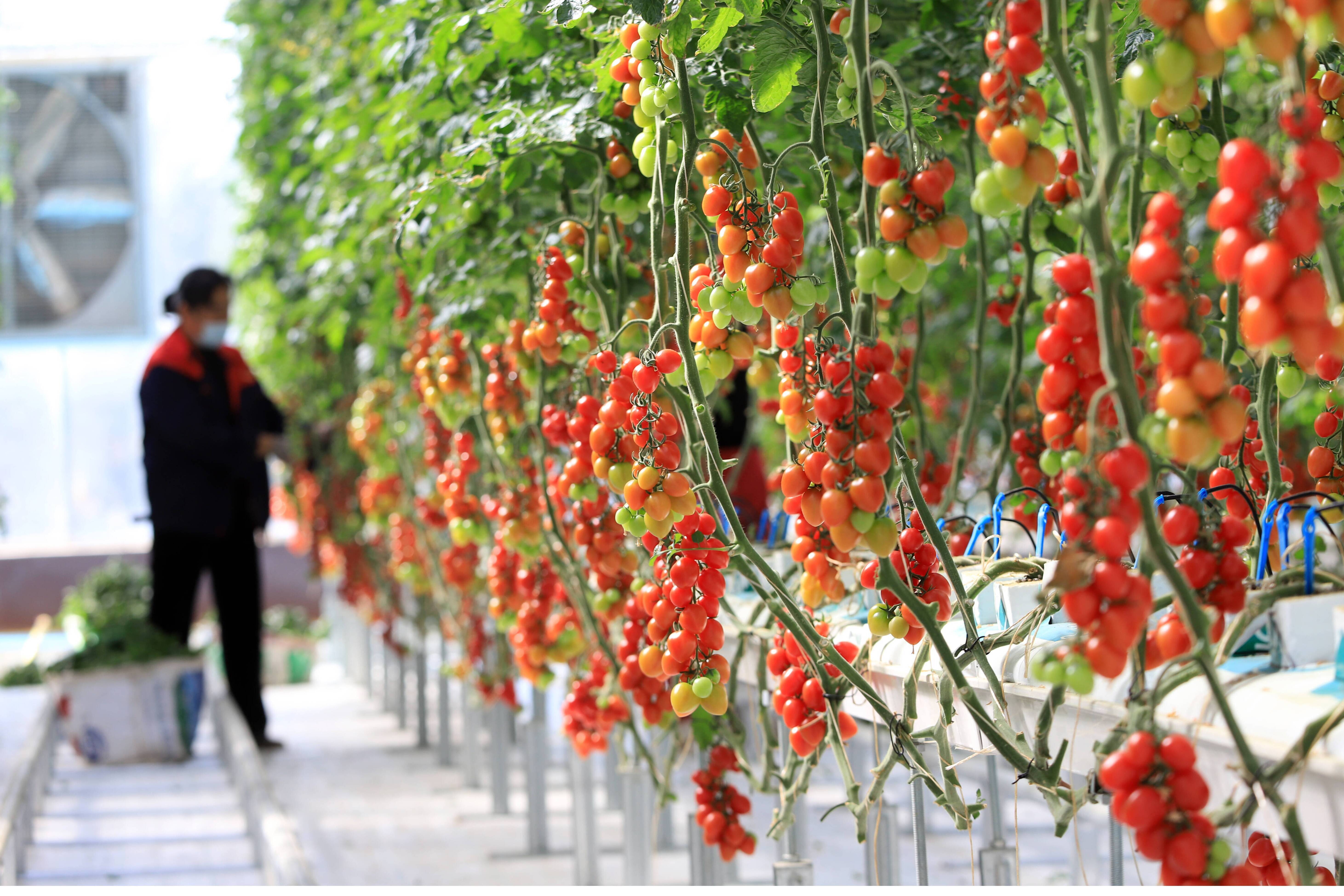 看农业大市如何蹚出新质路径——潍坊经济社会发展系列观察报道④