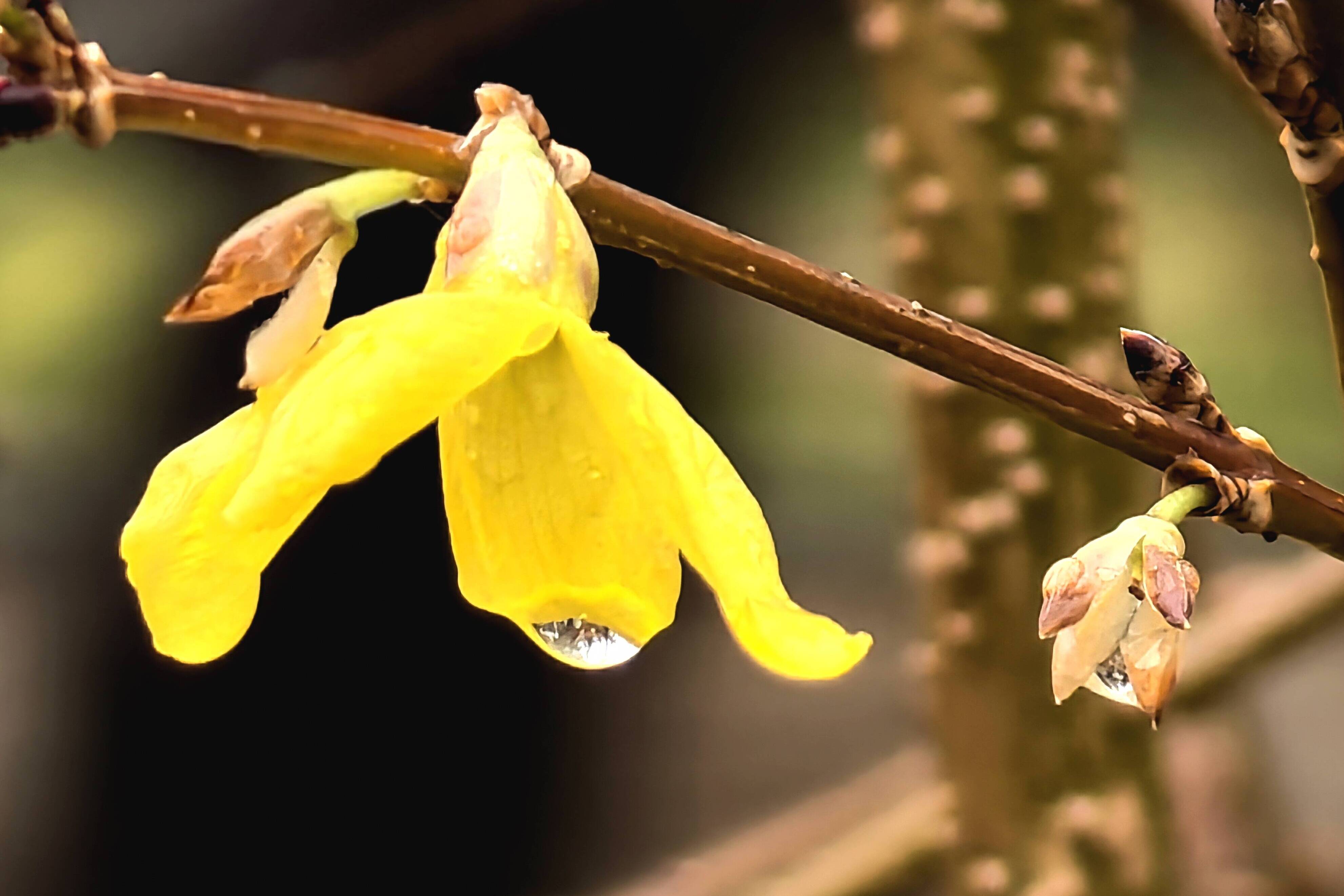 错季的“叛逆”——雨中连翘花开